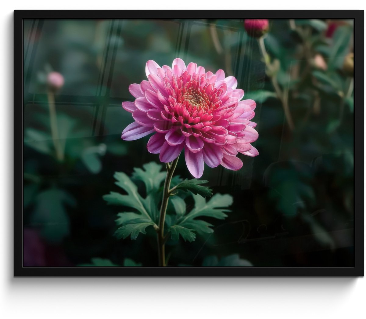 FrameYourWall Poster in lijst - Fotolijst 70x50 cm - Posters - Blad - Chrysant - Roze - Schaduw - Posterlijst zwart - Decoratie - Wanddecoratie woonkamer - Muurdecoratie slaapkamer
