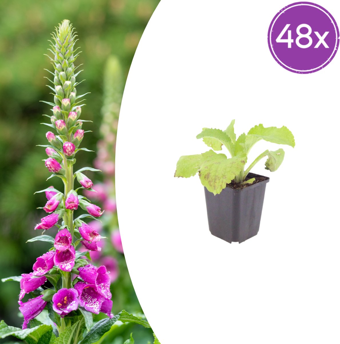 48 Stuks Vingerhoedskruid, Vaste plant, Paars tot Lila Bloemen, Borderplant, Digitalis purpurea - 10-25cm - Ø9cm