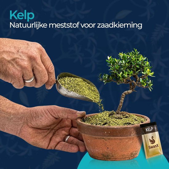 Handen strooien met een schepje groen kelp-meststof bij een kleine bonsai boom in een terracotta pot.