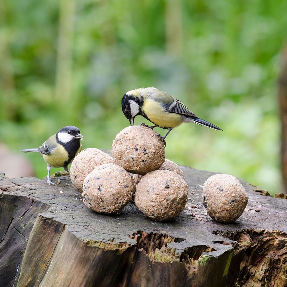 Vogelvoer Bollen - Mezenbollen Tuinvogels - Buiten Voeren - Zonder Net Insecten - 600 Gram
