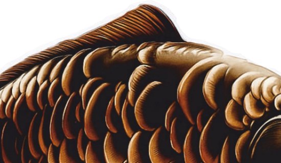 Vis Trofee - Karper Prijs - Viswedstrijd - Realistische Afbeelding - 20 cm - Natuurlijke kleuren — afbeelding 4