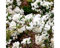 Set van 4 Boerenjasmijn - Philadelphus 'Schneesturm' - Witte bloem - 9cm pot
