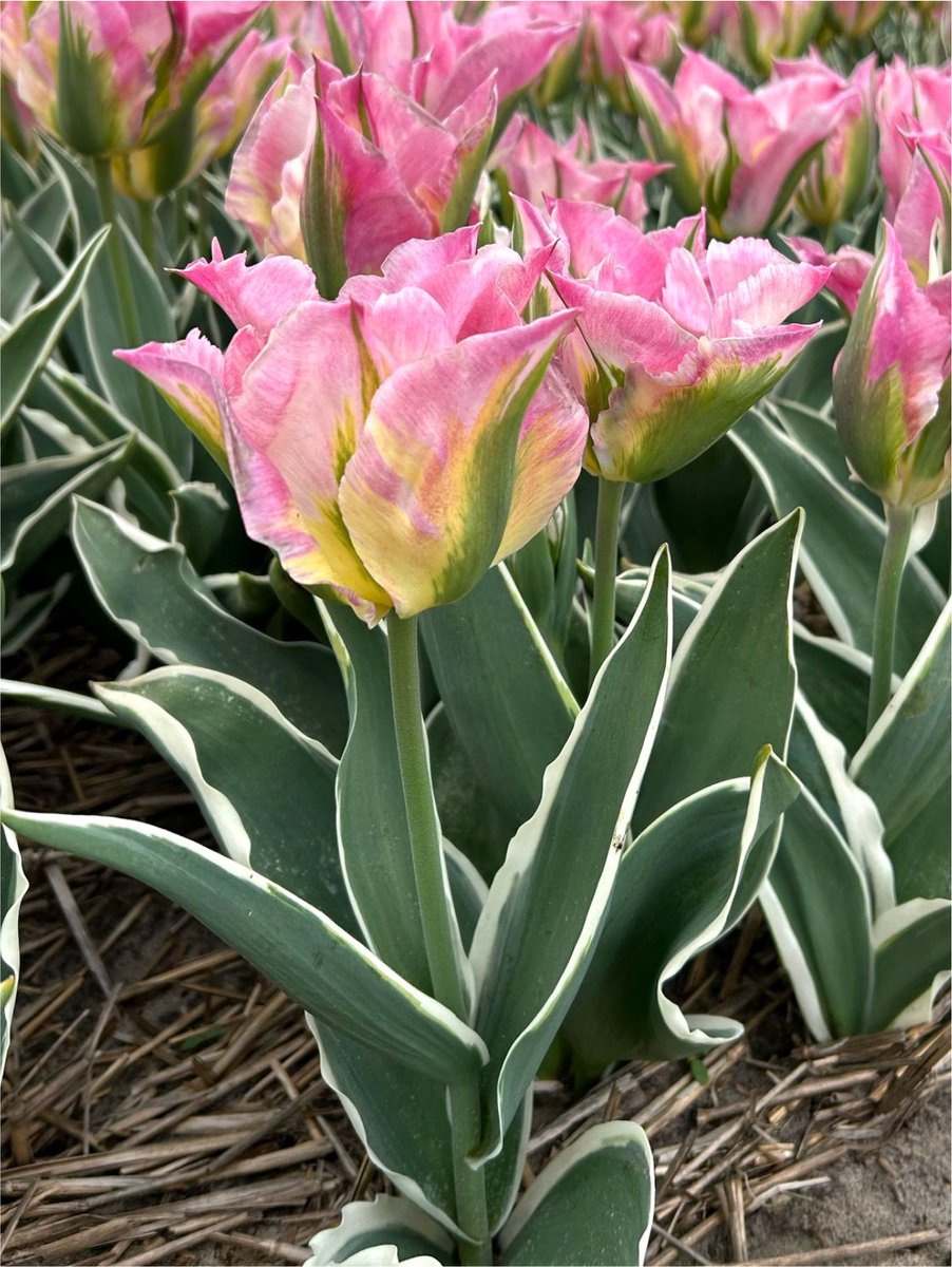 6x Tulpen 'Pink artist' - BULBi® Bloembollen met bloeigarantie