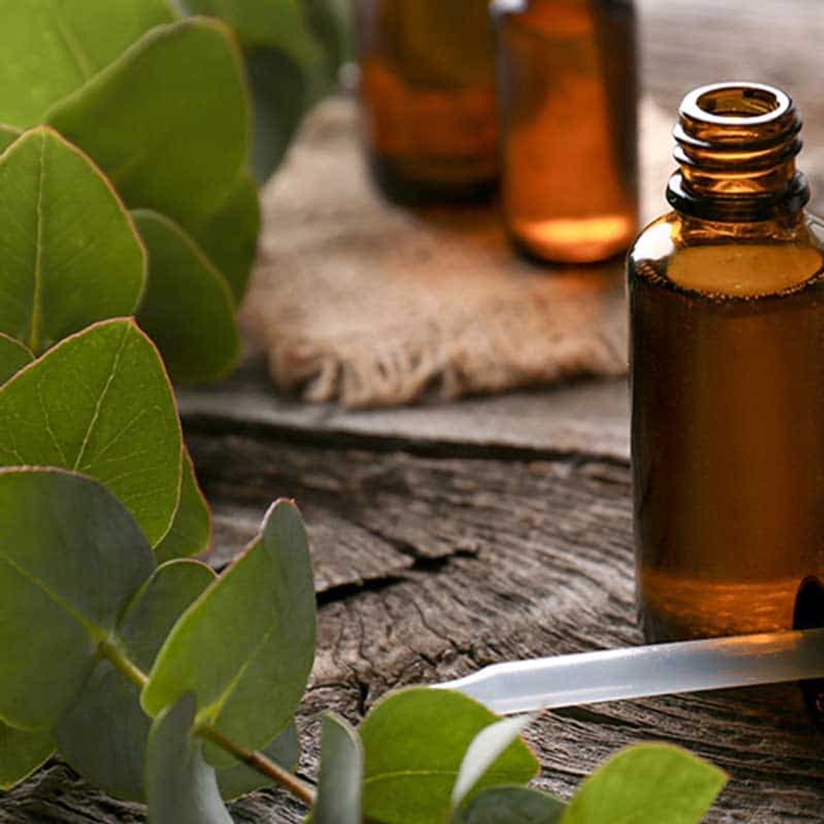Eucalyptus Etherische Olie Biologisch - 50 ml