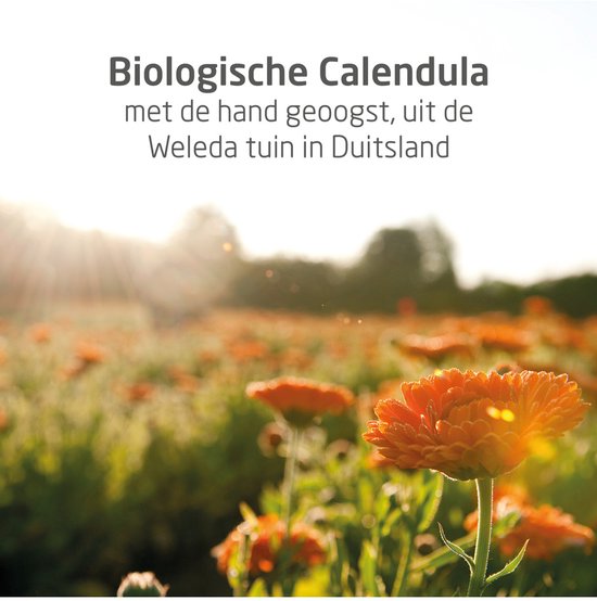 Zonsopgang boven een veld met oranje biologische calendulabloemen. Tekst: "Biologische Calendula".