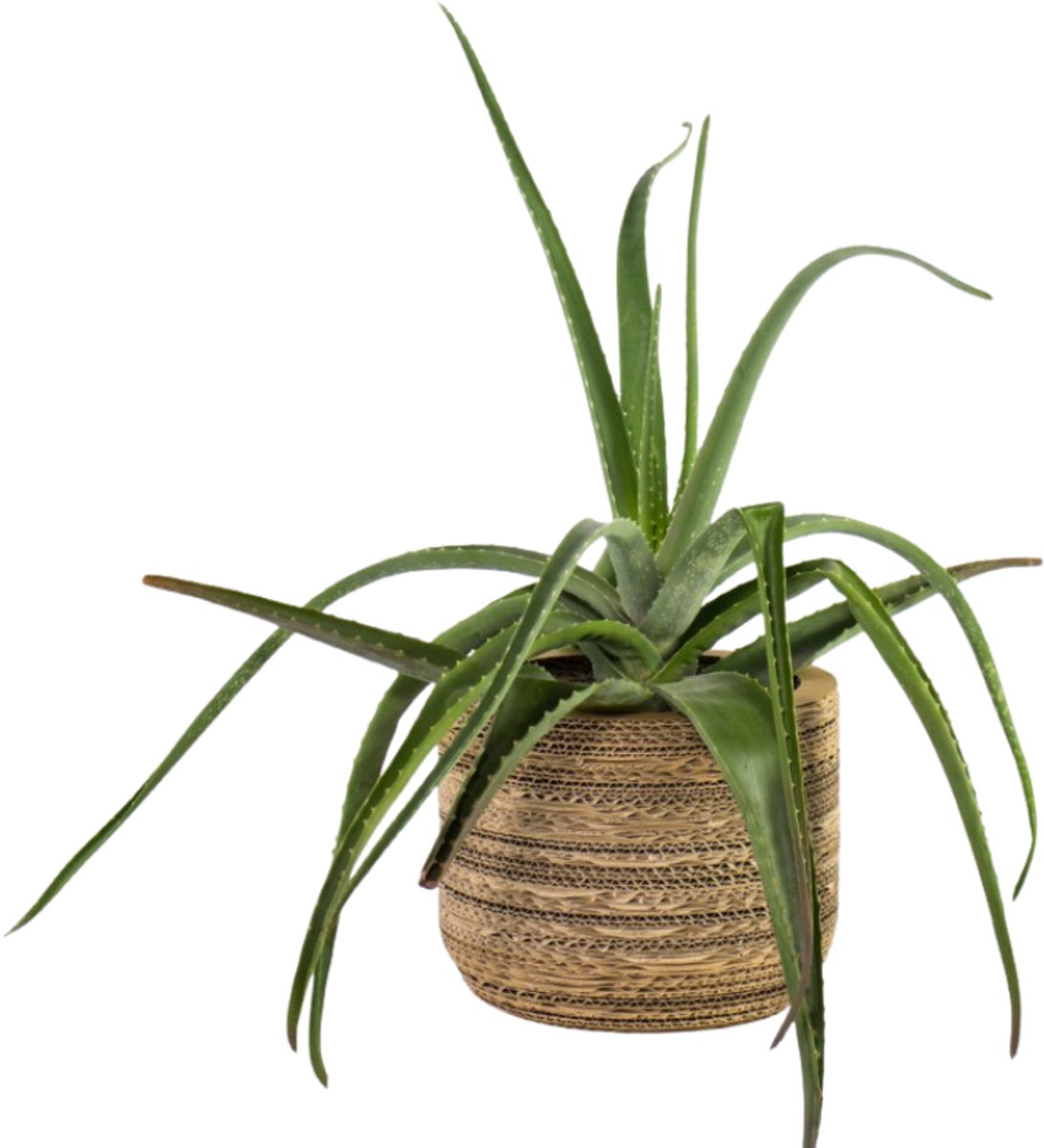 Kartonnen plantenpot Ficus 23 cm - Zes verschillende maten - Kartent