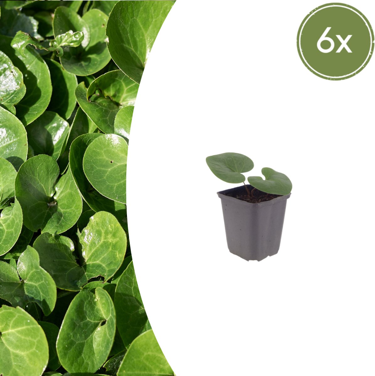 Tuinplantenshop.com | Asarum europaeum | 6 stuks - Ø9cm - 10-25cm hoog - Tuinplant