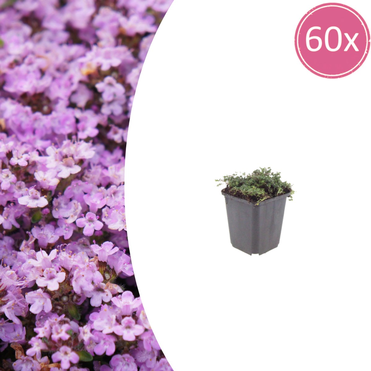 60 Stuks Kruiptijm, Paars tot Violetroze bloemen, rotstuin, bodembedekker, Thymus praecox Purple Beauty - 10-25cm - Ø9cm