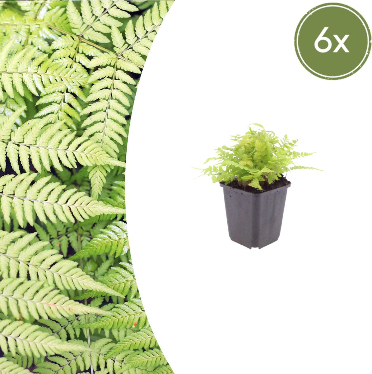 Tuinplantenshop.com | Dryopteris filix-mas | 6 stuks - Ø9cm - 10-25cm hoog - Tuinplant