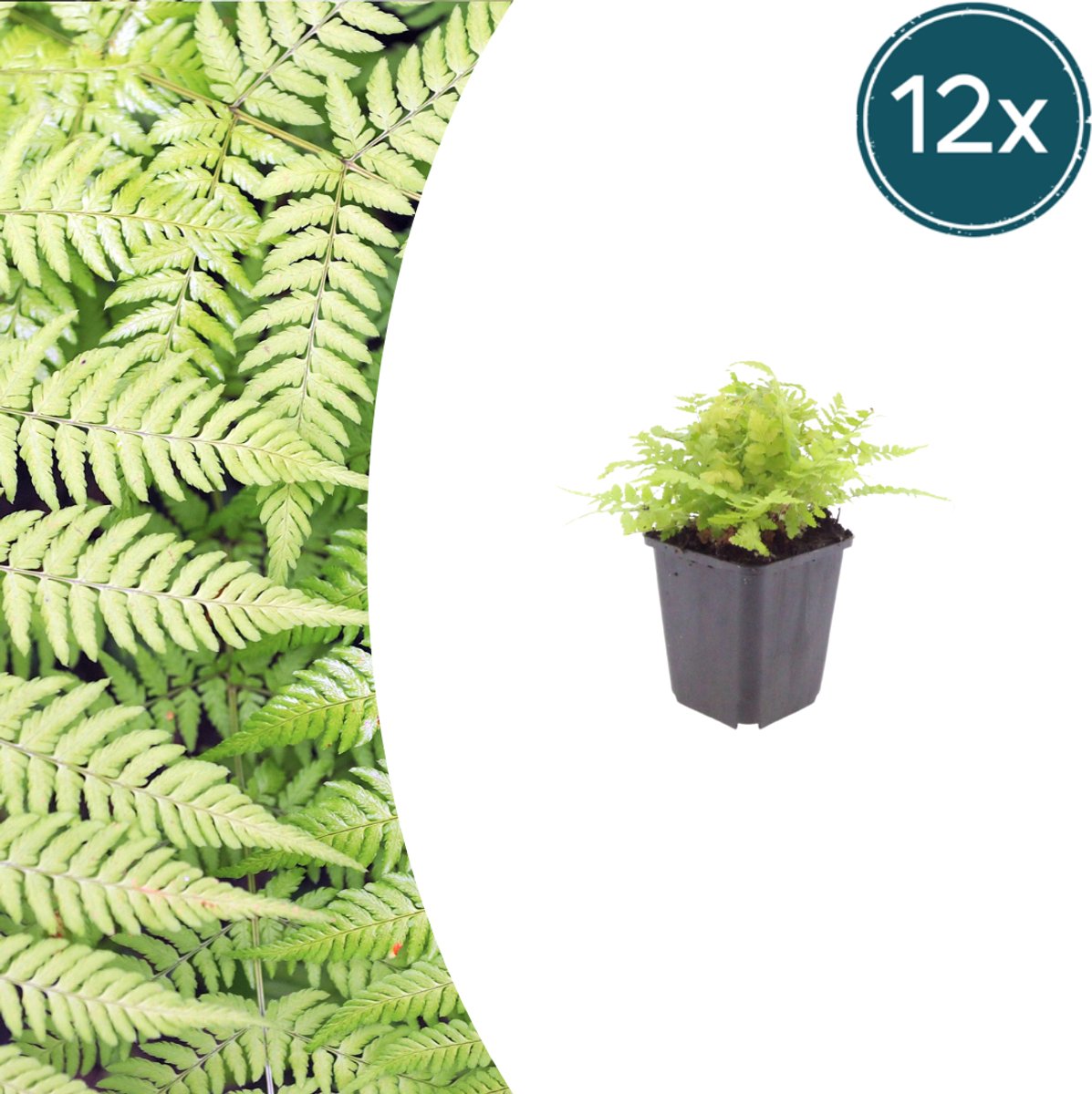 Tuinplantenshop.com | Dryopteris filix-mas | 12 stuks - Ø9cm - 10-25cm hoog - Tuinplant