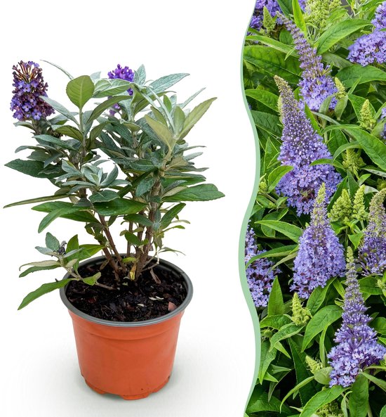 Plantenboetiek.nl | Buddleja davidii Butterfly Candy Little Lila ...