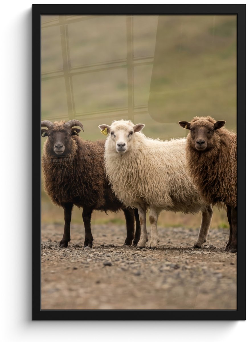 FrameYourWall Poster in lijst - Fotolijst 40x60 cm - Posters - Schapen - Bruin - Wit - Grindpad - Posterlijst zwart - Decoratie - Wanddecoratie woonkamer - Muurdecoratie slaapkamer