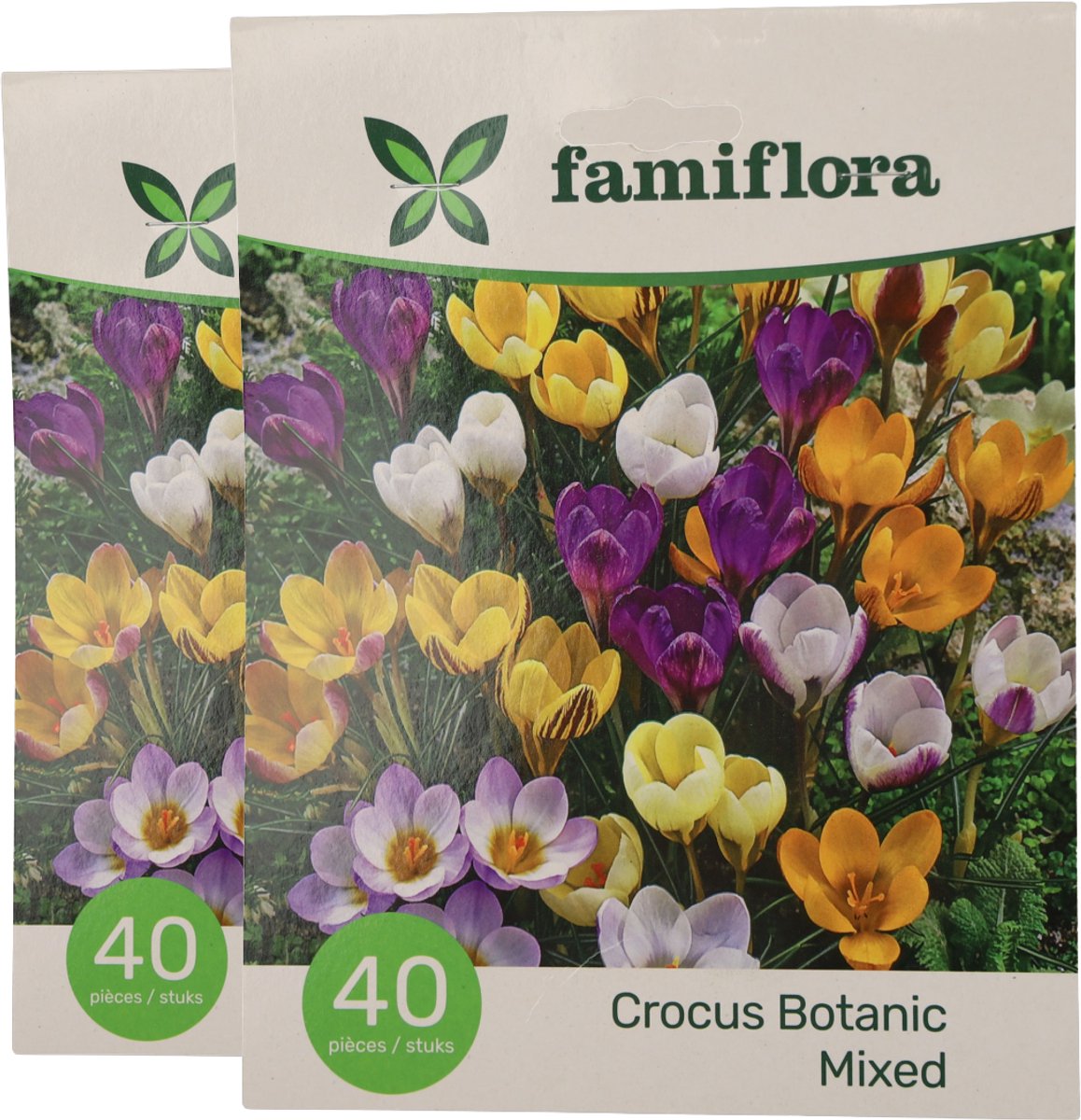 Famiflora Crocus Botanisch 2 x 40 - 80 bloembollen - Vroege lente-bloei voor een frisse start van het seizoen - Robuuste bloemen verdrijven grijs en brengen kleur in je tuin
