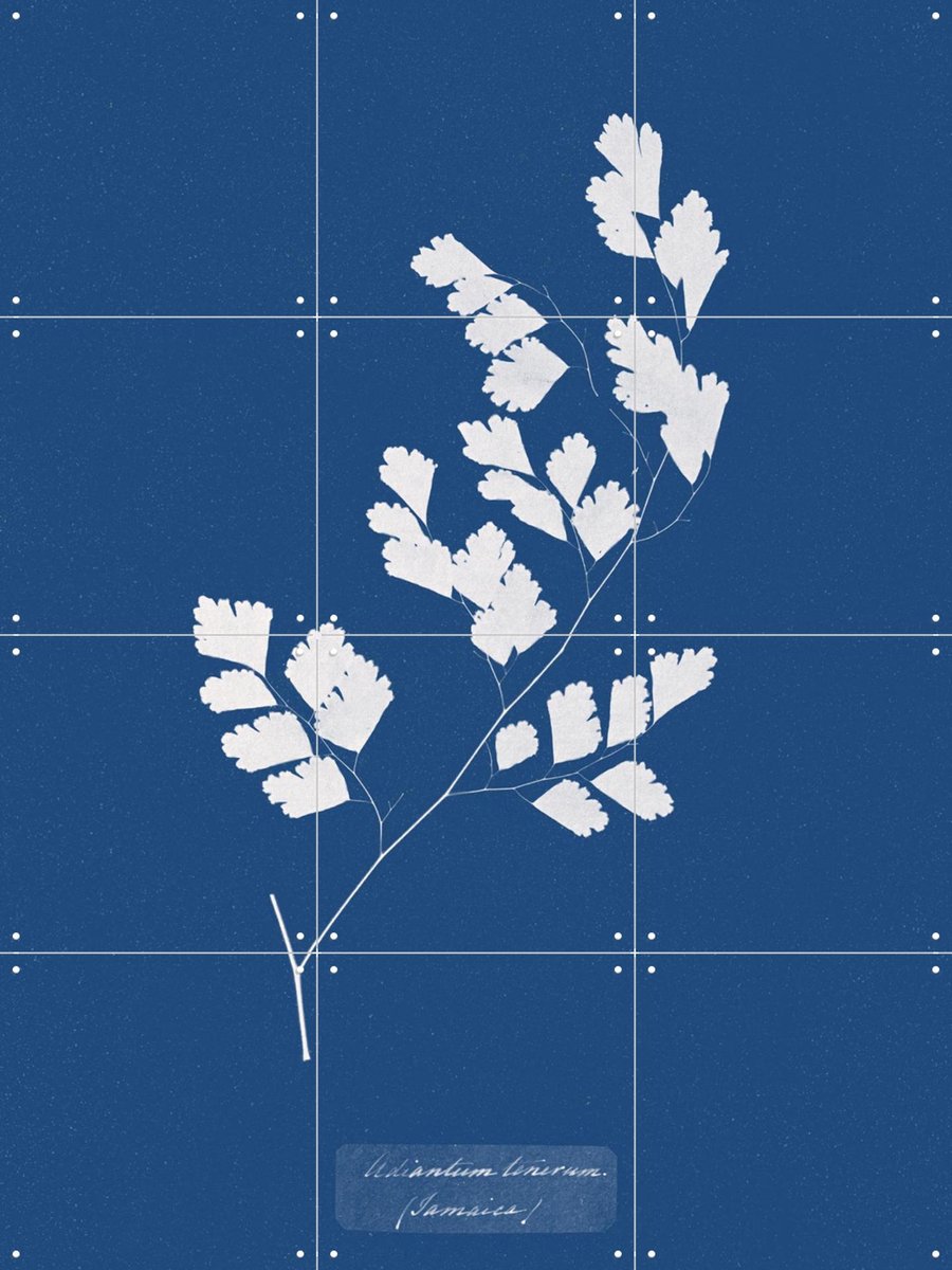 IXXI Adiantum Tenerum Fern, Aster Edition - 60 x 80 cm - Gratis ophangtool - Grote wanddecoratie en posters - Abstract, Klassiek, Vintage, Planten