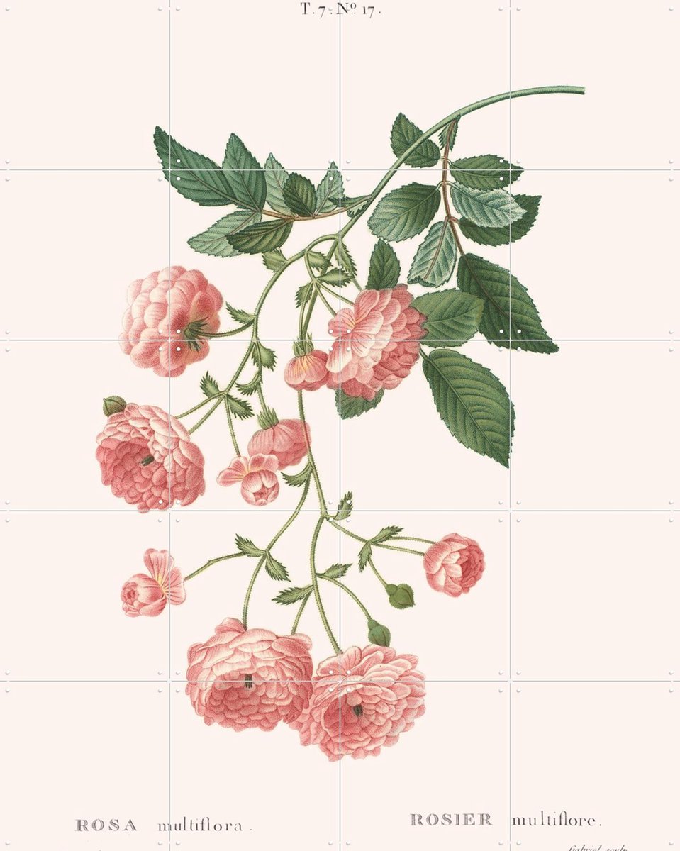 IXXI Rosa Multiflora, Aster Edition - 80 x 100 cm - Gratis ophangtool - Grote wanddecoratie en posters - Illustraties, Botanisch, Bloemen