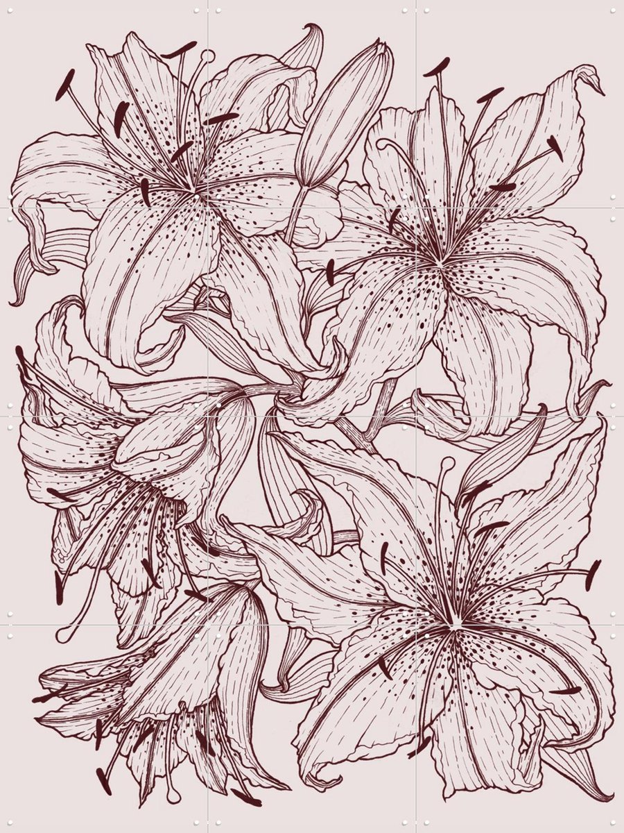 IXXI Lilies Pink, Geertje Aalders - 60 x 80 cm - Gratis ophangtool - Grote wanddecoratie en posters - Illustraties, Bloemen, Botanisch