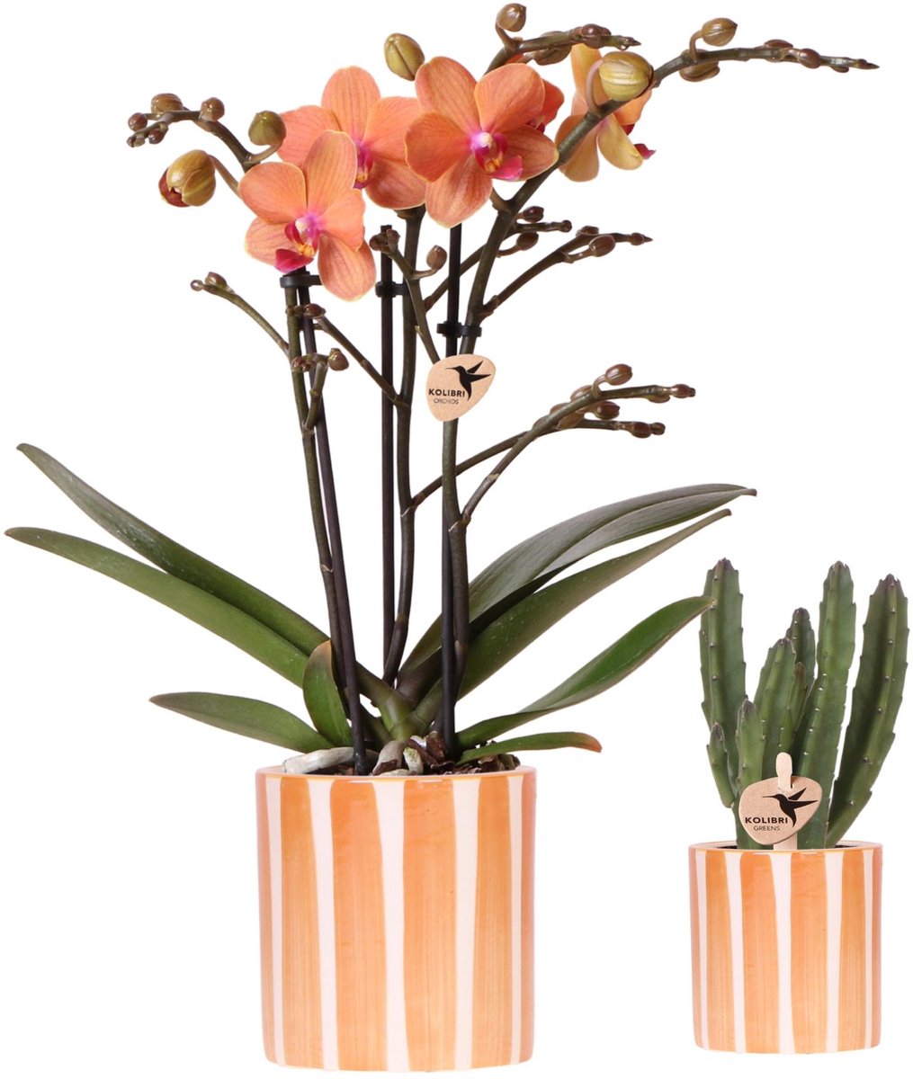 Kolibri Company | Plantenset Oranje Phalaenopsis Orchidee Bolzano en Succulent incl. keramieken sierpotten