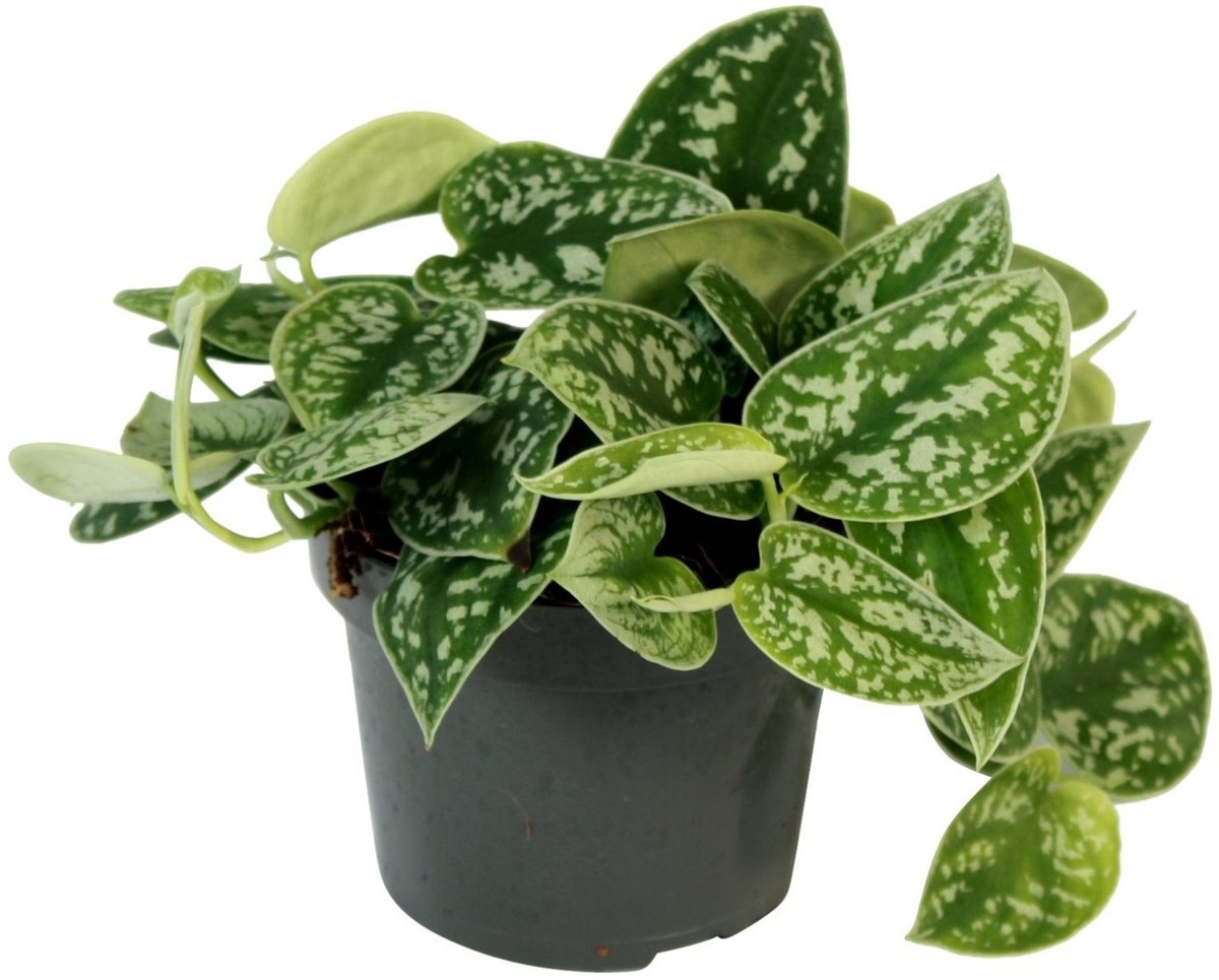 JUNAVERA Scindapsus pictus Argyraeus terrariumplant | 12 cm pot | 25 cm hoog