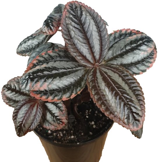 Pilea involucrata Norfolk