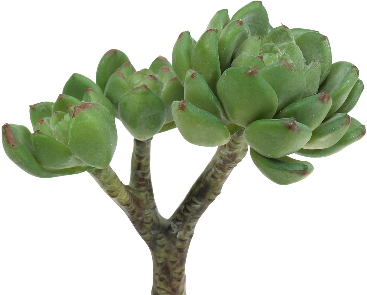 Viana Succulent Echeveria kunstgroen H15cm groente