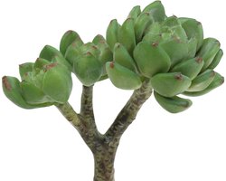 Succulent Echeveria kunstgroen H15cm