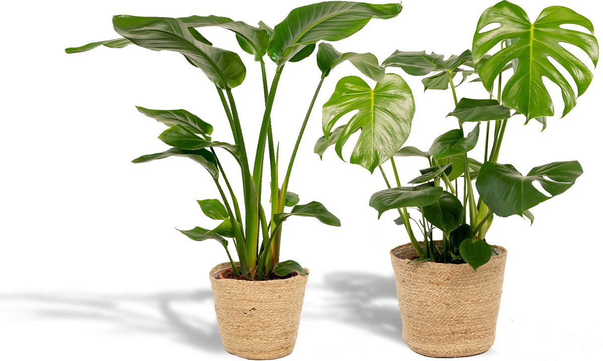 Strelitzia Nicolai - Ø19cm - 85cm + Monstera Deliciosa - Ø21cm - 75cm + Mand Selin