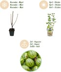 Drie afbeeldingen van de kruisbes: plant in de winter, plant in de zomer met besjes en een close-up van de besjes.