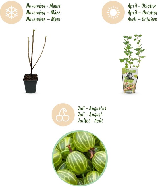 Drie afbeeldingen van de kruisbes: plant in de winter, plant in de zomer met besjes en een close-up van de besjes.