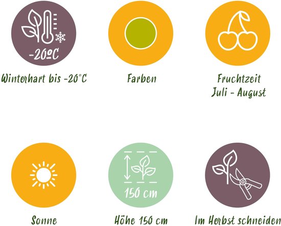 Illustraties van plantkenmerken: winterhard tot -20°C, groene kleur, vruchtperiode juli-augustus, zon, hoogte 150 cm, snoeien in de herfst.