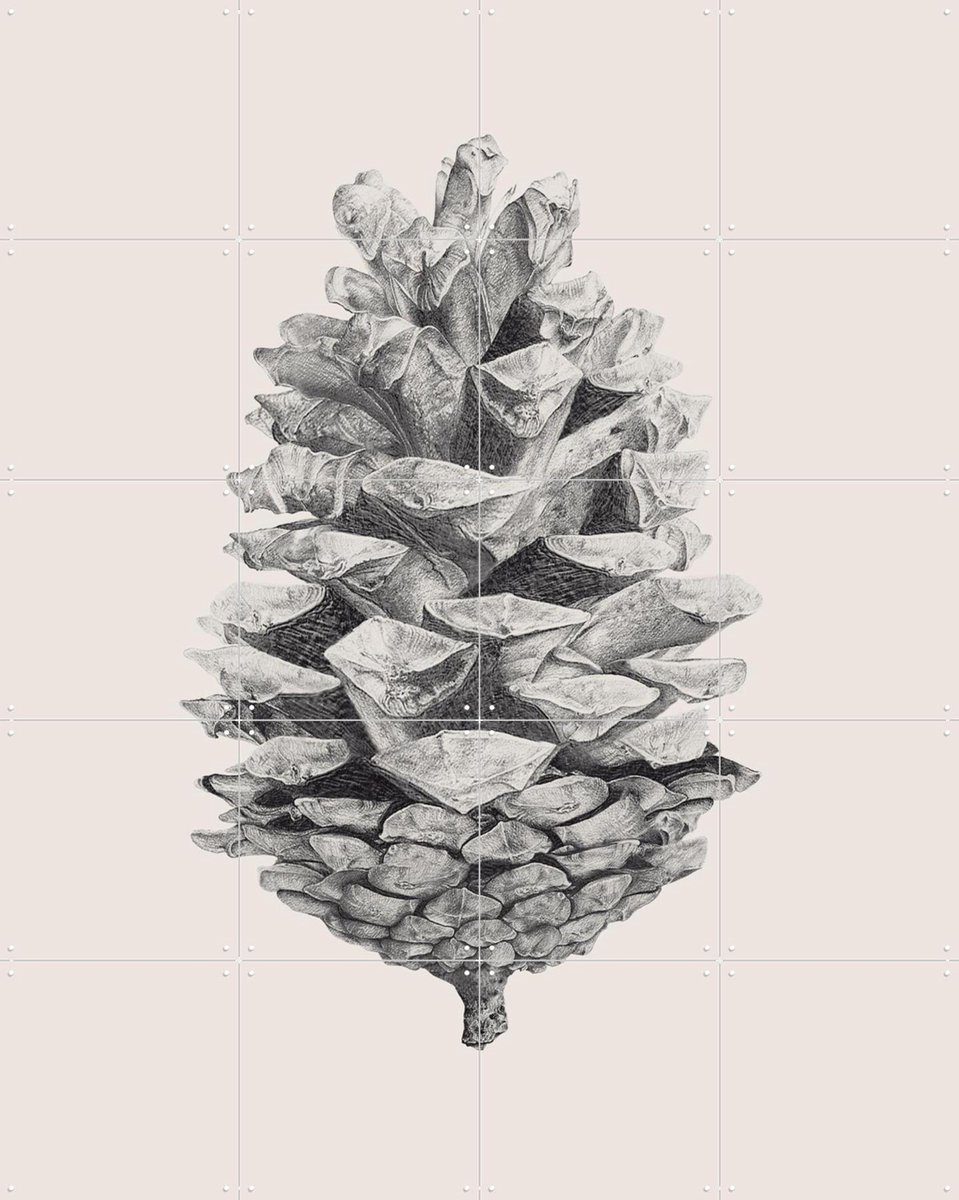 IXXI Pine Cone light, IXXI - 80 x 100 cm - Gratis ophangtool - Grote wanddecoratie en posters - Illustraties, Naturalisme, Technische Tekening