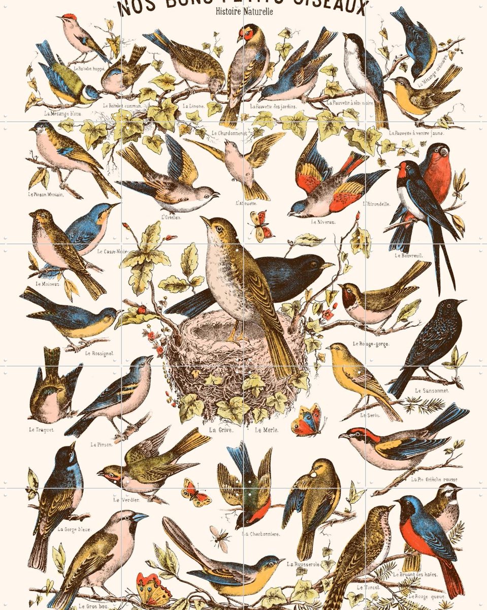 IXXI Nos bons Petits Oiseaux, Aster Edition - 80 x 100 cm - Gratis ophangtool - Grote wanddecoratie en posters - Illustraties, Naturalisme, Vintage