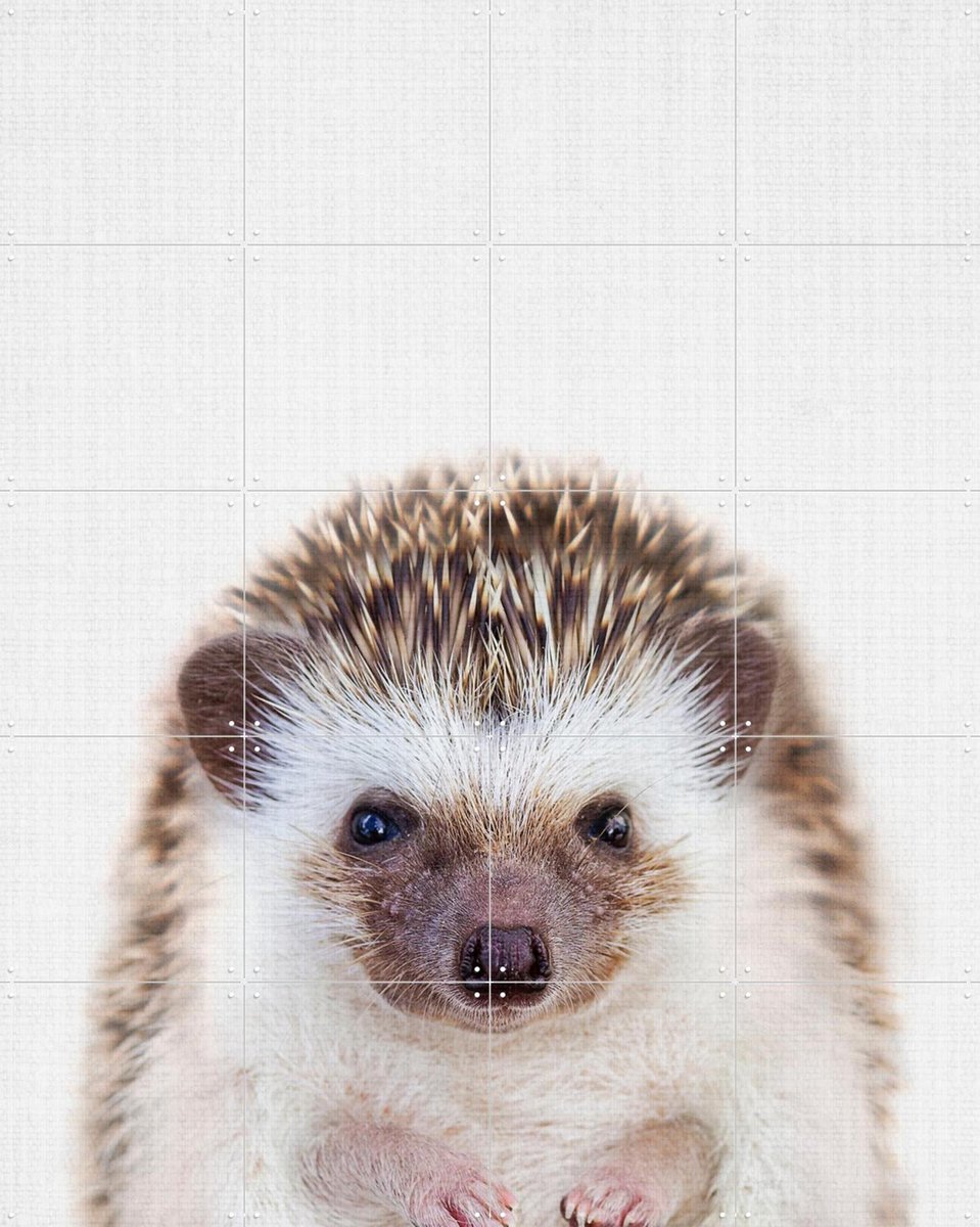 IXXI Print 357 Hedgehog, Lila + Lola - 80 x 100 cm - Gratis ophangtool - Grote wanddecoratie en posters - Speels, Fotografie, Illustraties