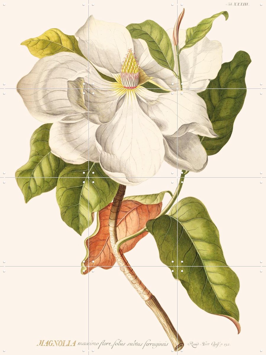 IXXI Magnolia, Aster Edition - 60 x 80 cm - Gratis ophangtool - Grote wanddecoratie en posters - Illustraties, Vintage, Naturalisme, Woonkamer