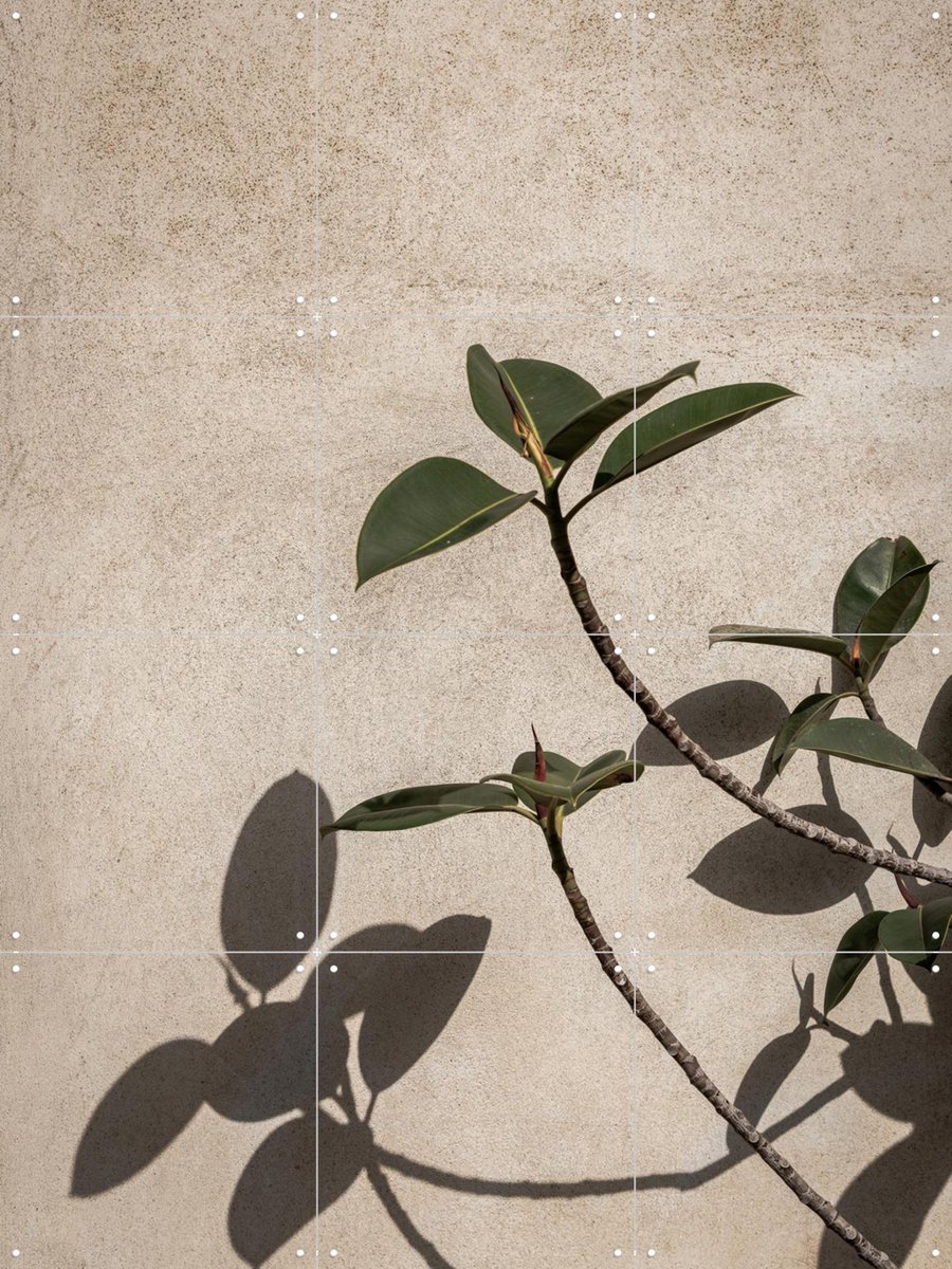 IXXI Shadow of Plant, Photolovers - 60 x 80 cm - Gratis ophangtool - Grote wanddecoratie en posters - Minimalisme, Fotografie, Slaapkamer, Woonkamer