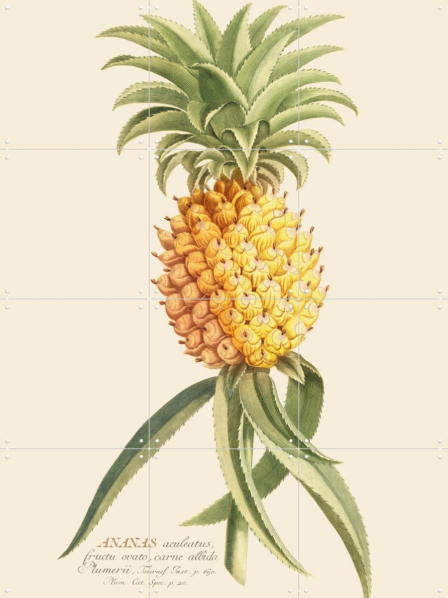 IXXI Ananas 2, Aster Edition - 60 x 80 cm - Gratis ophangtool - Grote wanddecoratie en posters - Decoratieve kunsten, Illustraties, Klassiek, Vintage