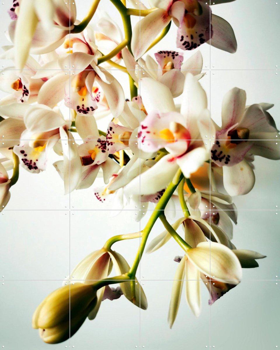 IXXI Tiny Orchids, Angelo Cerantola - 80 x 100 cm - Gratis ophangtool - Grote wanddecoratie en posters - Fotografie, Naturalisme, Woonkamer
