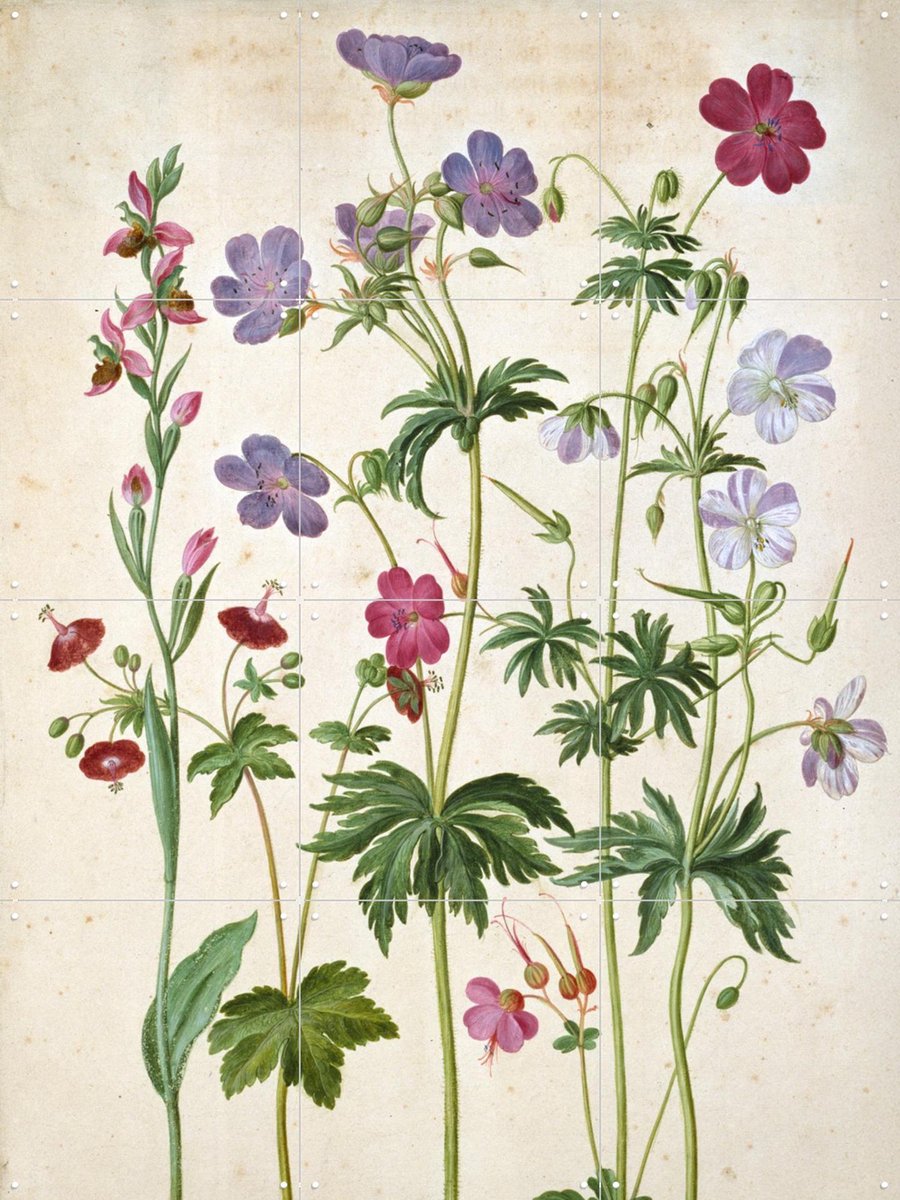 IXXI Watercolour, Johann Jakob Walther & Victoria and Albert Museum - 60 x 80 cm - Gratis ophangtool - Grote wanddecoratie en posters - Naturalisme