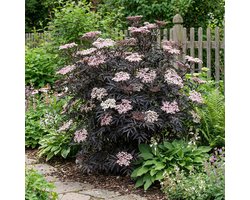 Bloomique - Sambucus Nigra Black Lace - Gewone Vlier - Tuinplanten - Winterhard - Hoogte 30-40 cm - Pot 19 cm