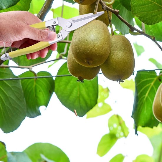 Snoeischaar voor Planten: Handige Micro-Tip Schaar voor Tuinieren en Snoeien van Fruit, Groente en Planten - Inclusief Blad Trimmer - Ideaal voor Bonsai en Heggenschaar Gebruik — afbeelding 5