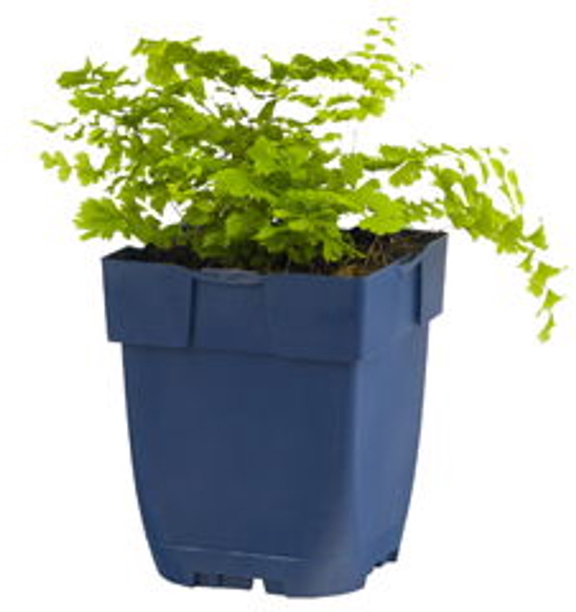 Griffioen - Adiantum pedatum