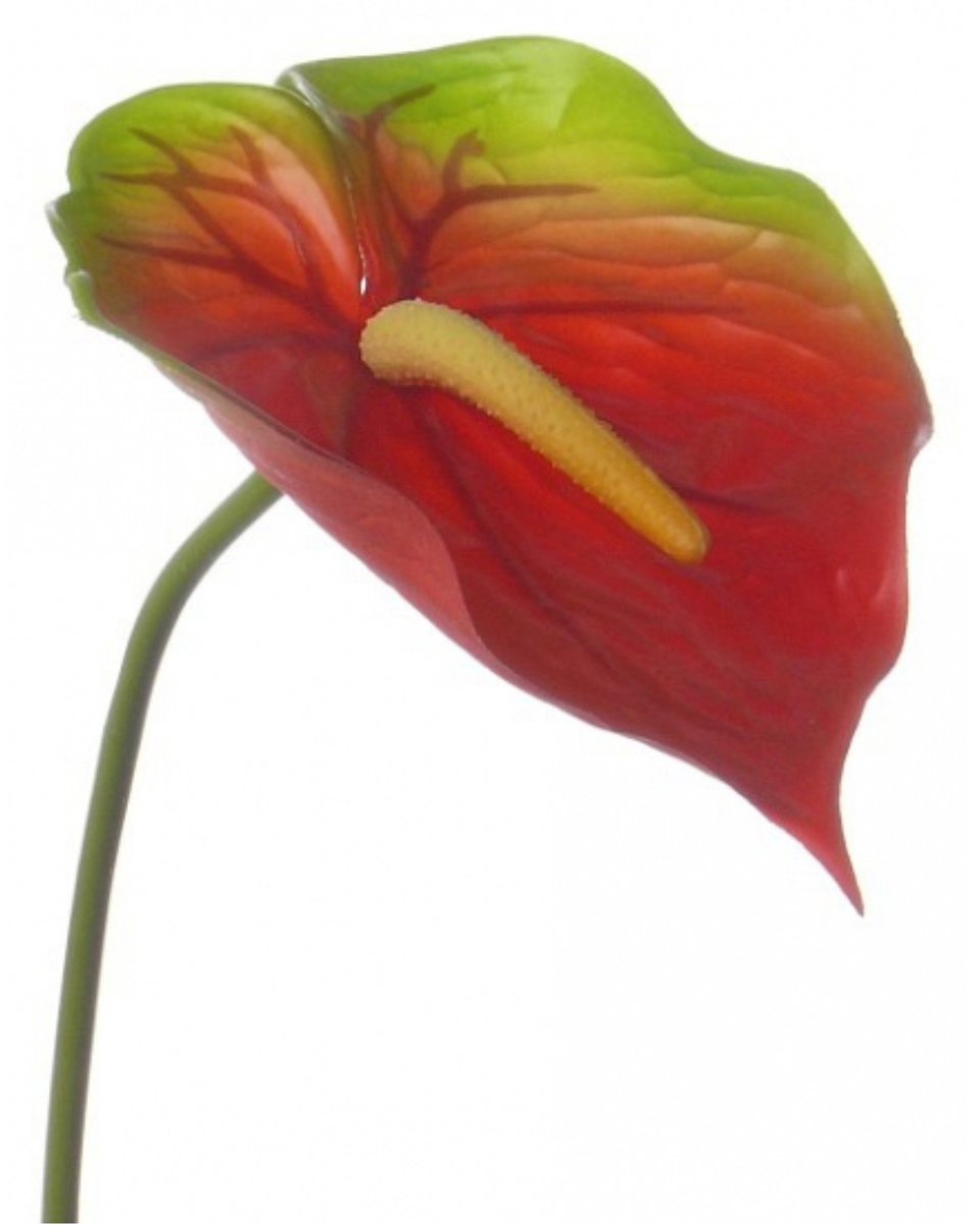 Bellatio flowers & plants Anthurium kunstbloem tak - rood met groen - 78 cm - stelen
