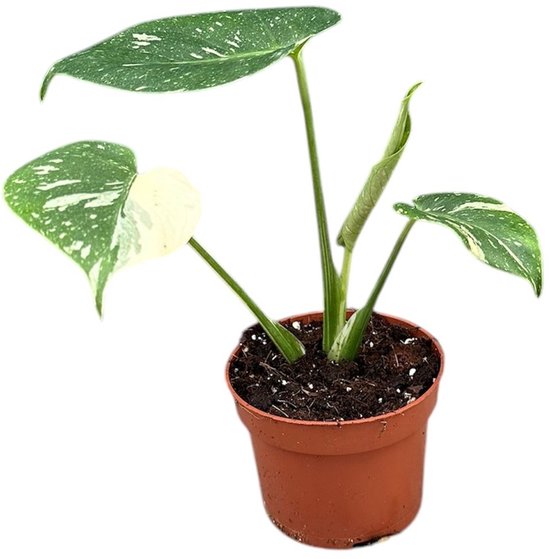 Thai Constellation Monstera kopen