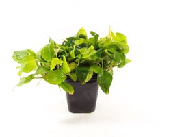 Moerings Anubias Mix in 9CM pot P9 Pot