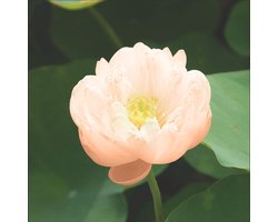 Moerings Nelumbo Pygmaea Cream | Cream Lotus | In 3L Mand