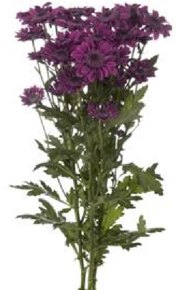 10x Chrysant pomavera 70cm