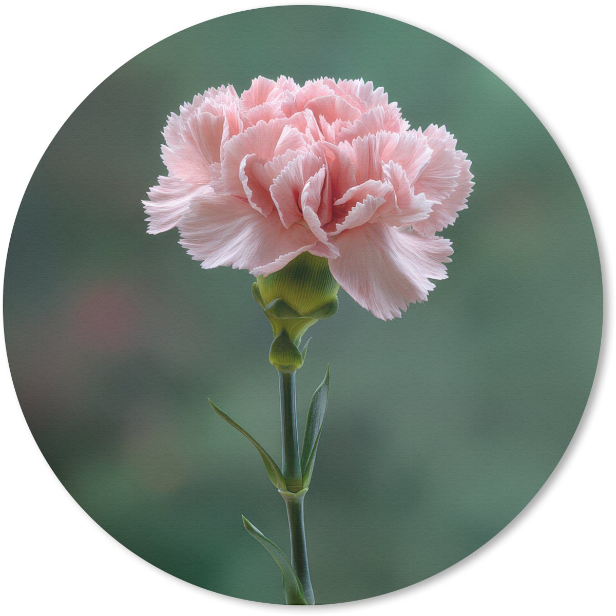 Muismat rond 20x20 cm - Mousepad Anjer - Roze - Bloemblaadjes - Ronde muismatten