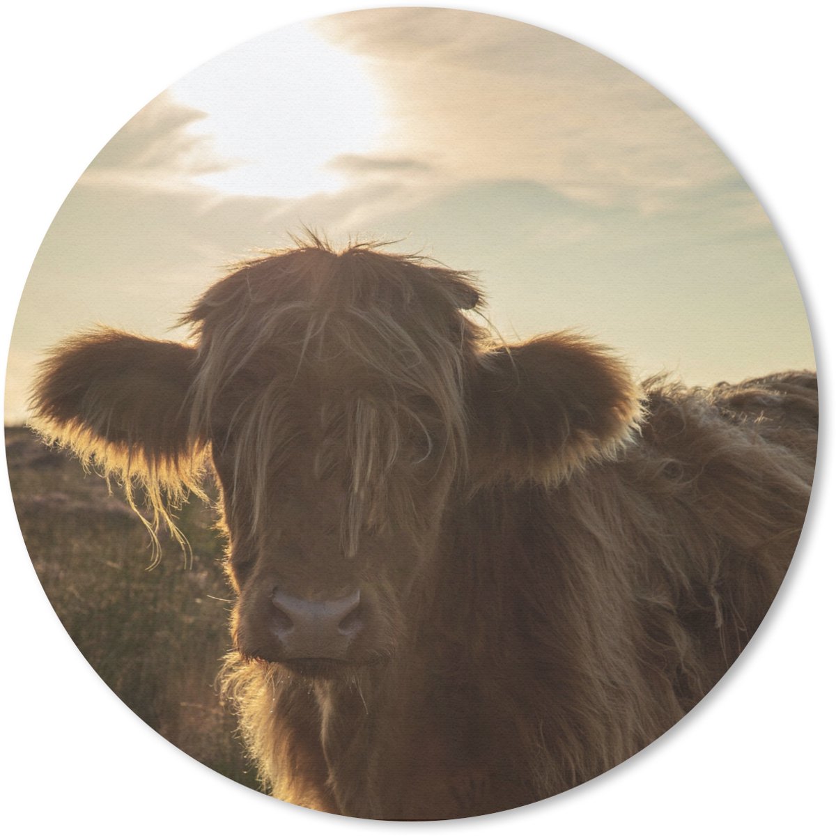 Muismat rond 20x20 cm - Mousepad Schotse Hooglander - Zonsondergang - Gras - Ronde muismatten