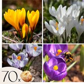 Plant in a Box - Krokusbollen - Set van 70 bloembollen - Bonte voorjaarsbloeiers voor tuin & border - Symbool voor een nieuw begin - Makkelijk te verzorgen & winterhard