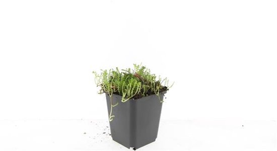 Plants Online - Tuinplanten - Vaste planten - Set van 5 - Leptinella squalida - 0.7 liter pot - Plant