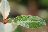 Plantes en ligne - Plantes de jardin - Arbustes - Set de 1 - Elaeagnus ebbingei - Pot de 3 litres - Plante 30-40 cm